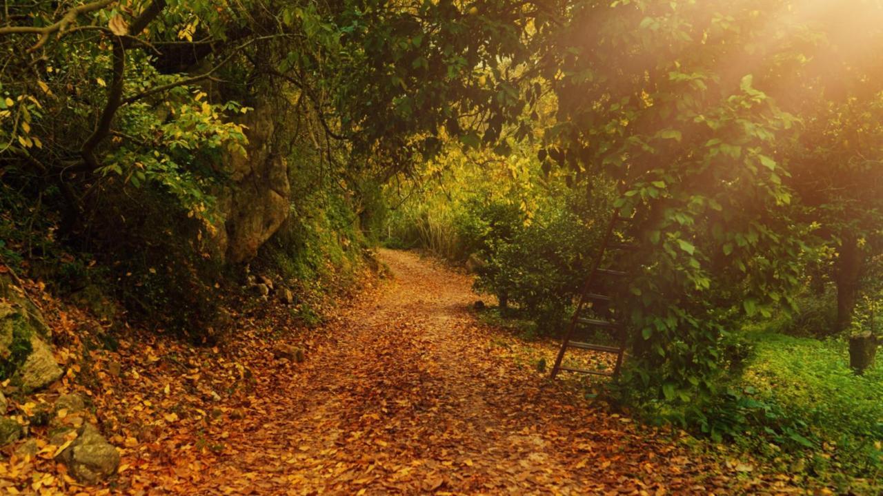 Secret Forest - Wellness Retreat & Healing (adults Only) Hotel Miliou