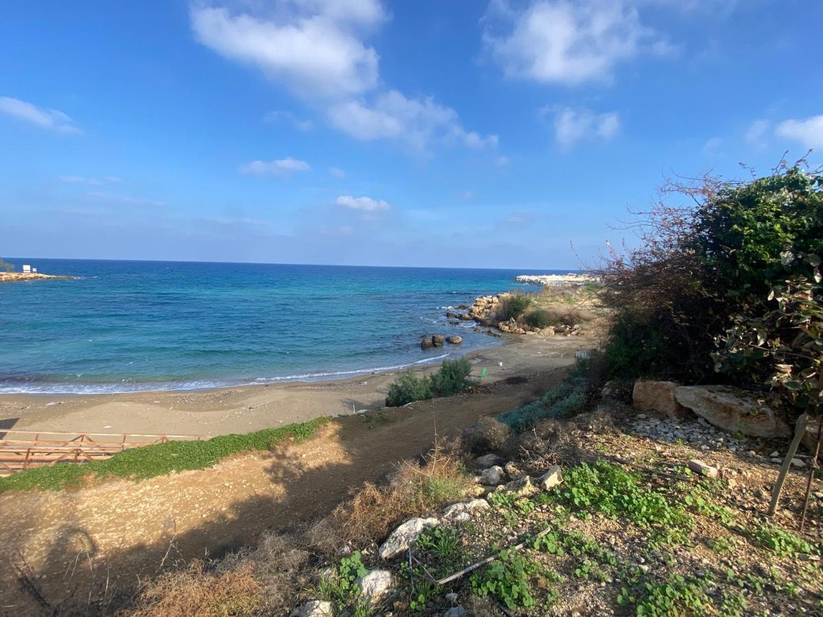 Olive Tree - * Protaras
