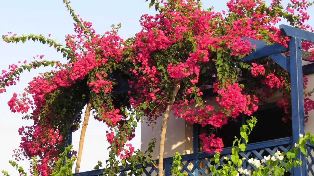 Villa Banana Sunset Paphos
