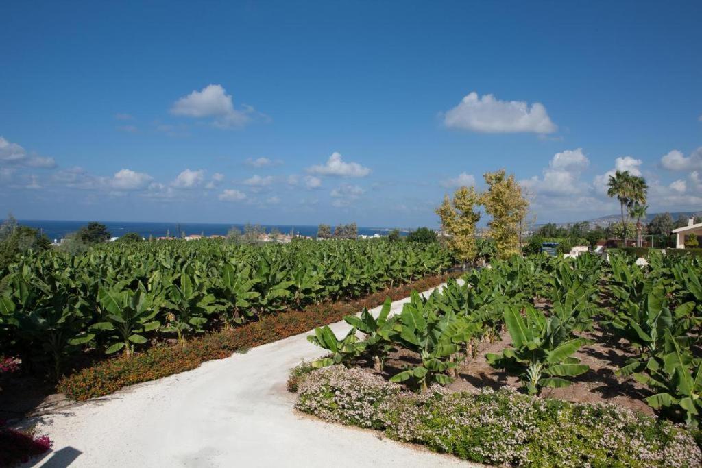 Villa Banana Sunset Paphos