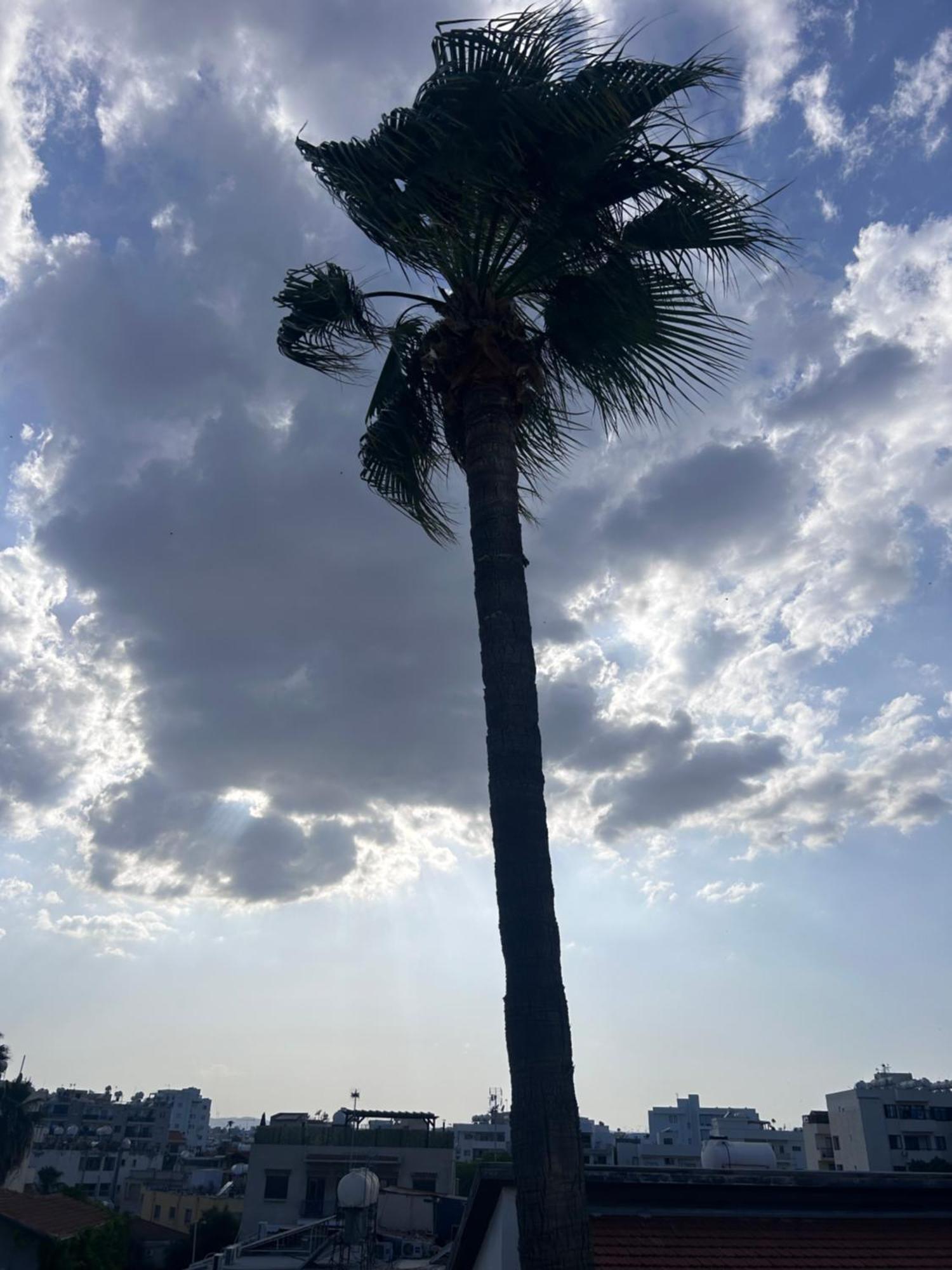 Alex Larnaca