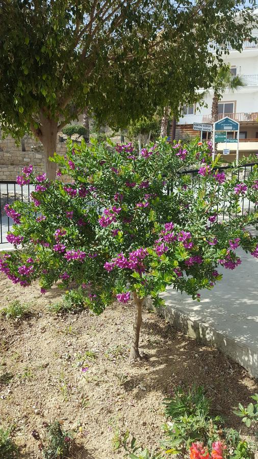 Lazaros Apartment Pissouri