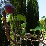 Limnaria Gardens Paphos, Near Beach