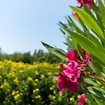 Villa Tsikkos Dio