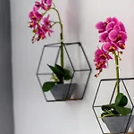 Valdivian Flat 18