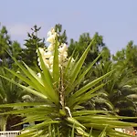 Ikaria Village Maisonette 10