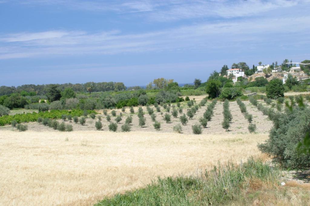 Alkionest Polis