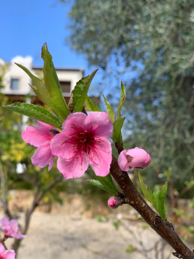 Gladiolus Villa