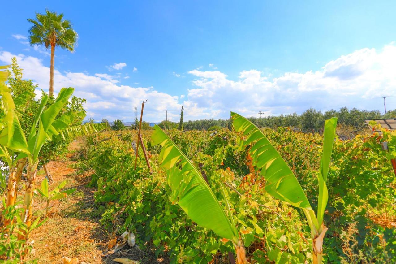 The Vines Lachi