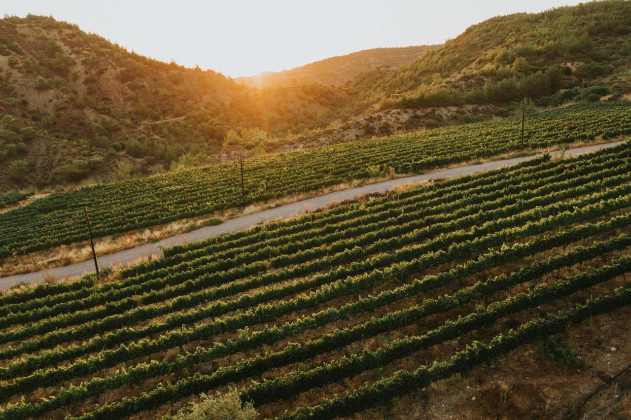 Hotel Gillham Vineyard