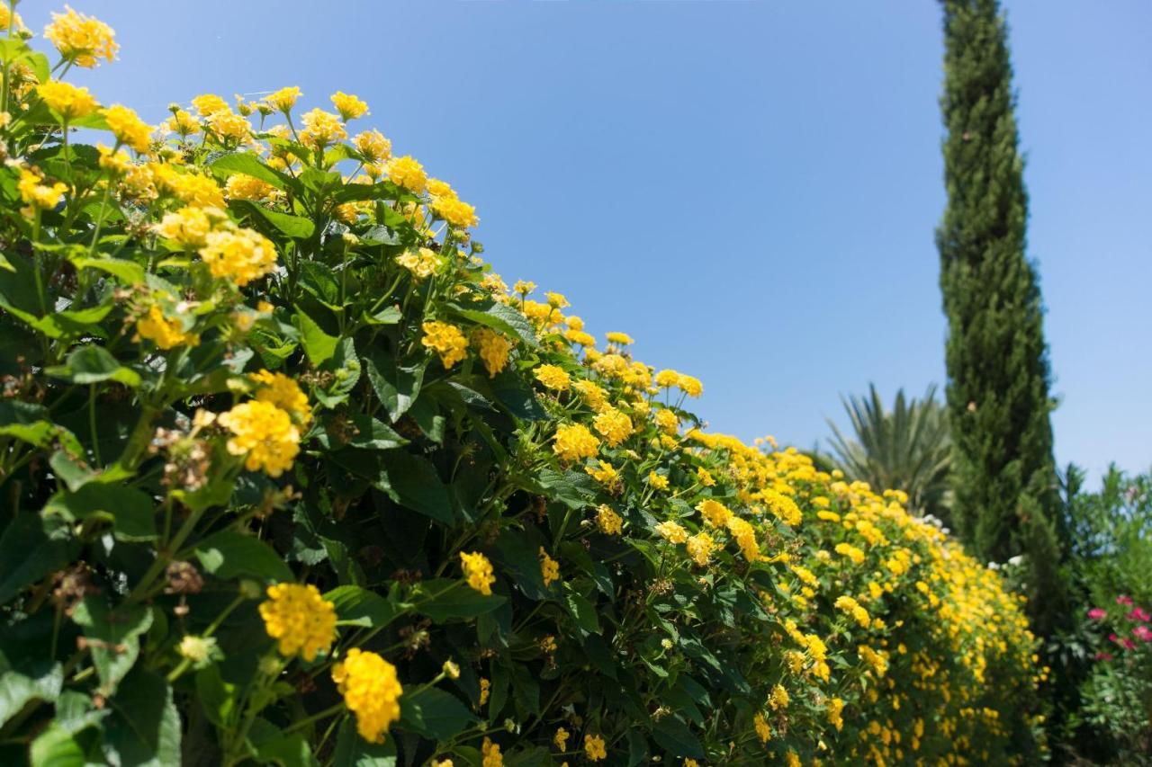 Tsikkos Dio Pousada Limassol