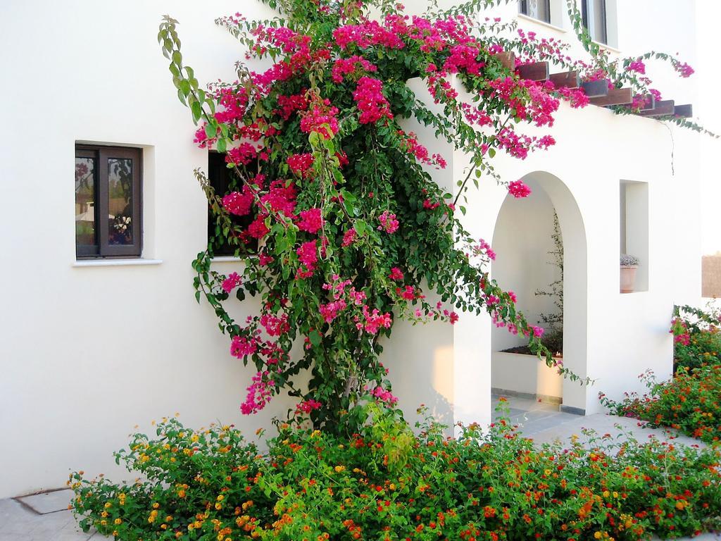 Aura * Paphos