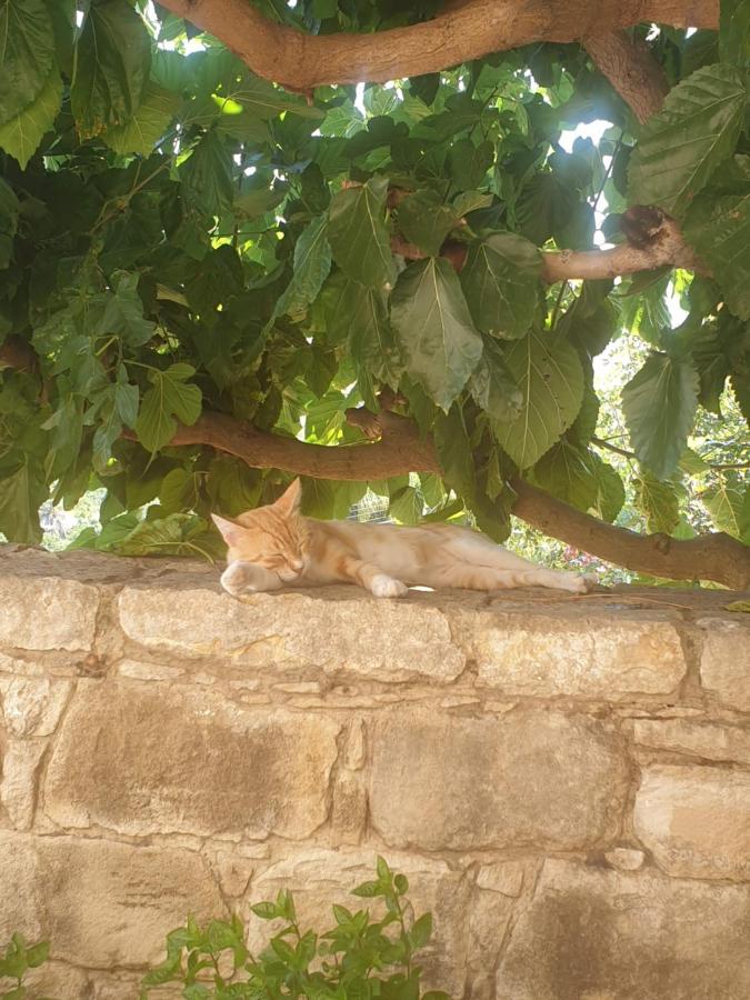 Elpida's Stone Country house *