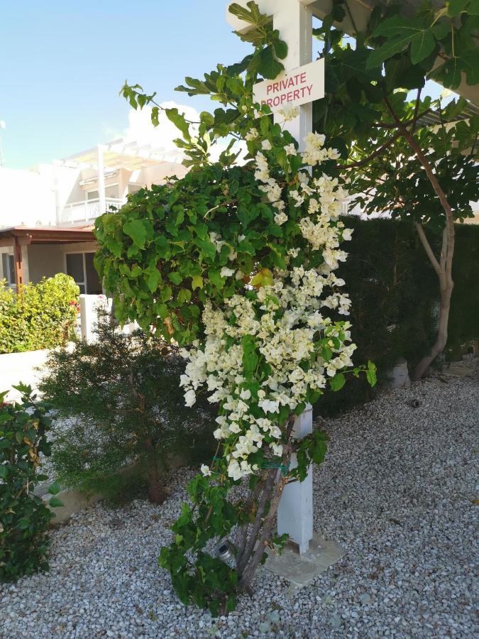 Ocean Pearl Pegeia