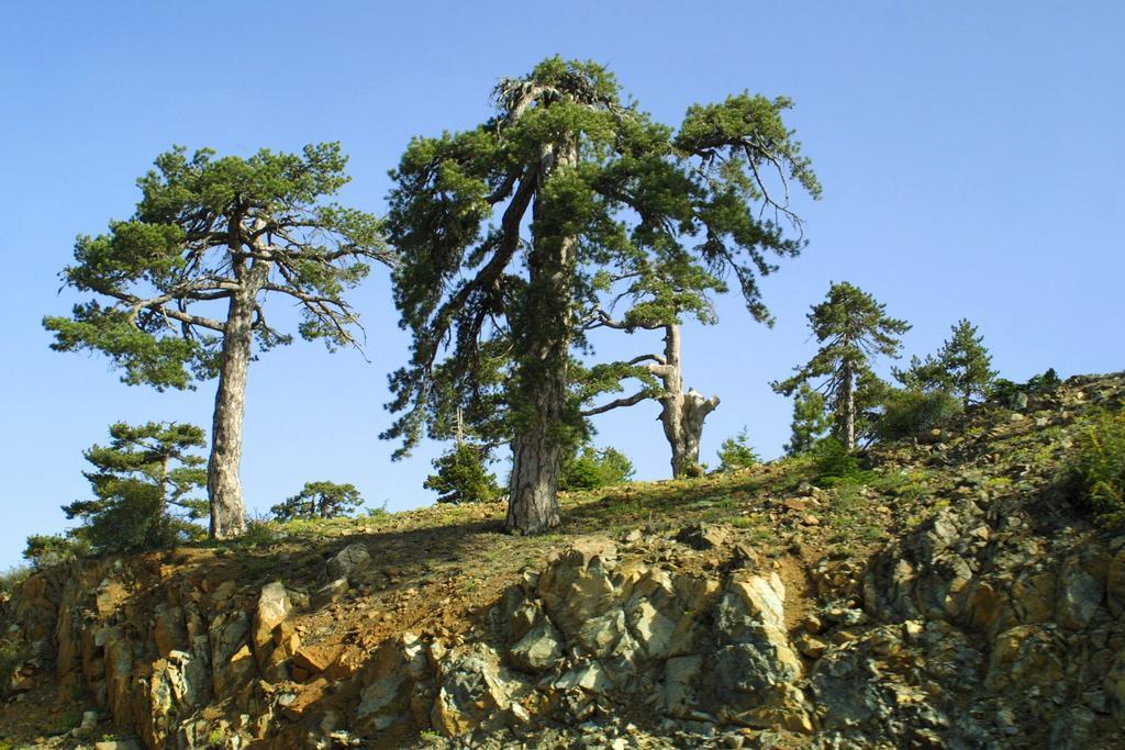 Hotel Forest Park Platres