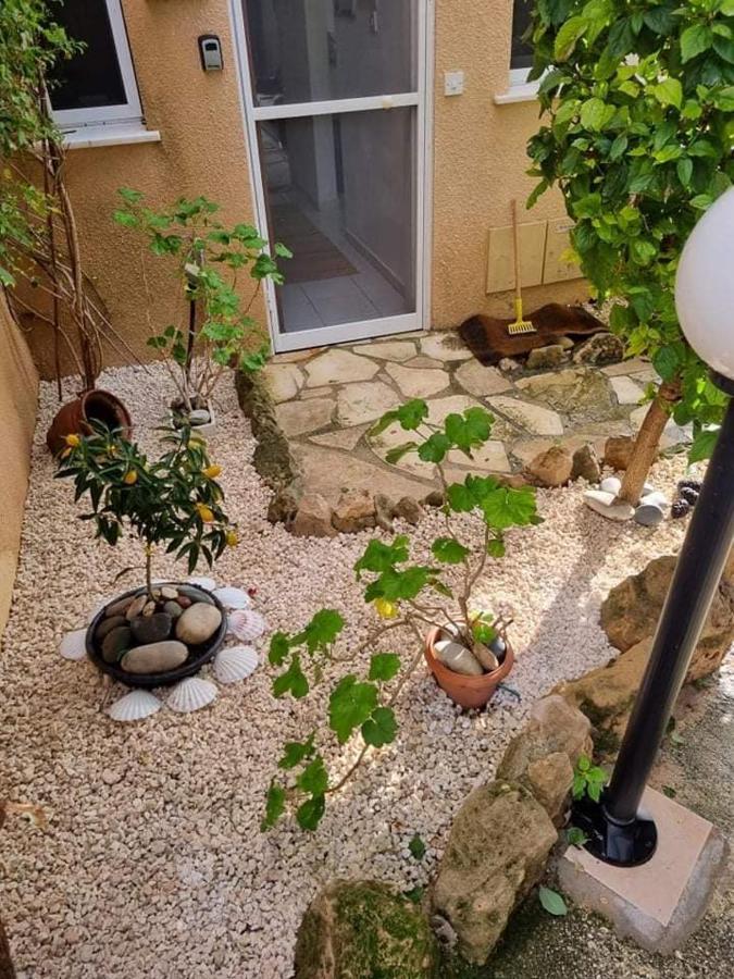 Olive Tree