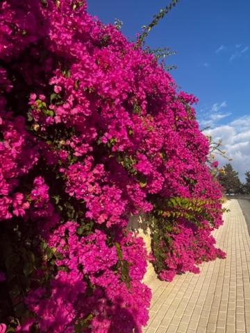 Apartment 2 Palaepaphos Gardens Kouklia