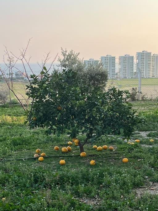 Apartment Mountains And Sea Boghaz