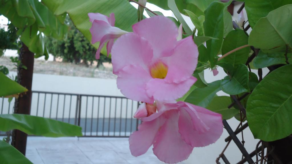 Loggin Holiday House Vakantiehuis Peyia