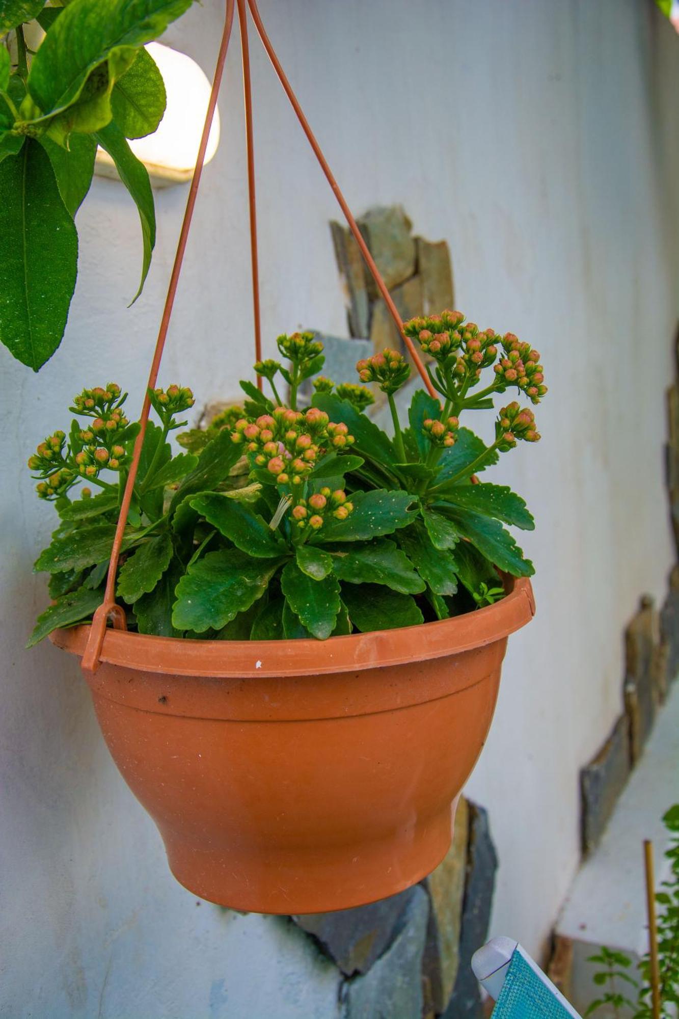 Marina's Xrisopolitissa Homestay Larnaca