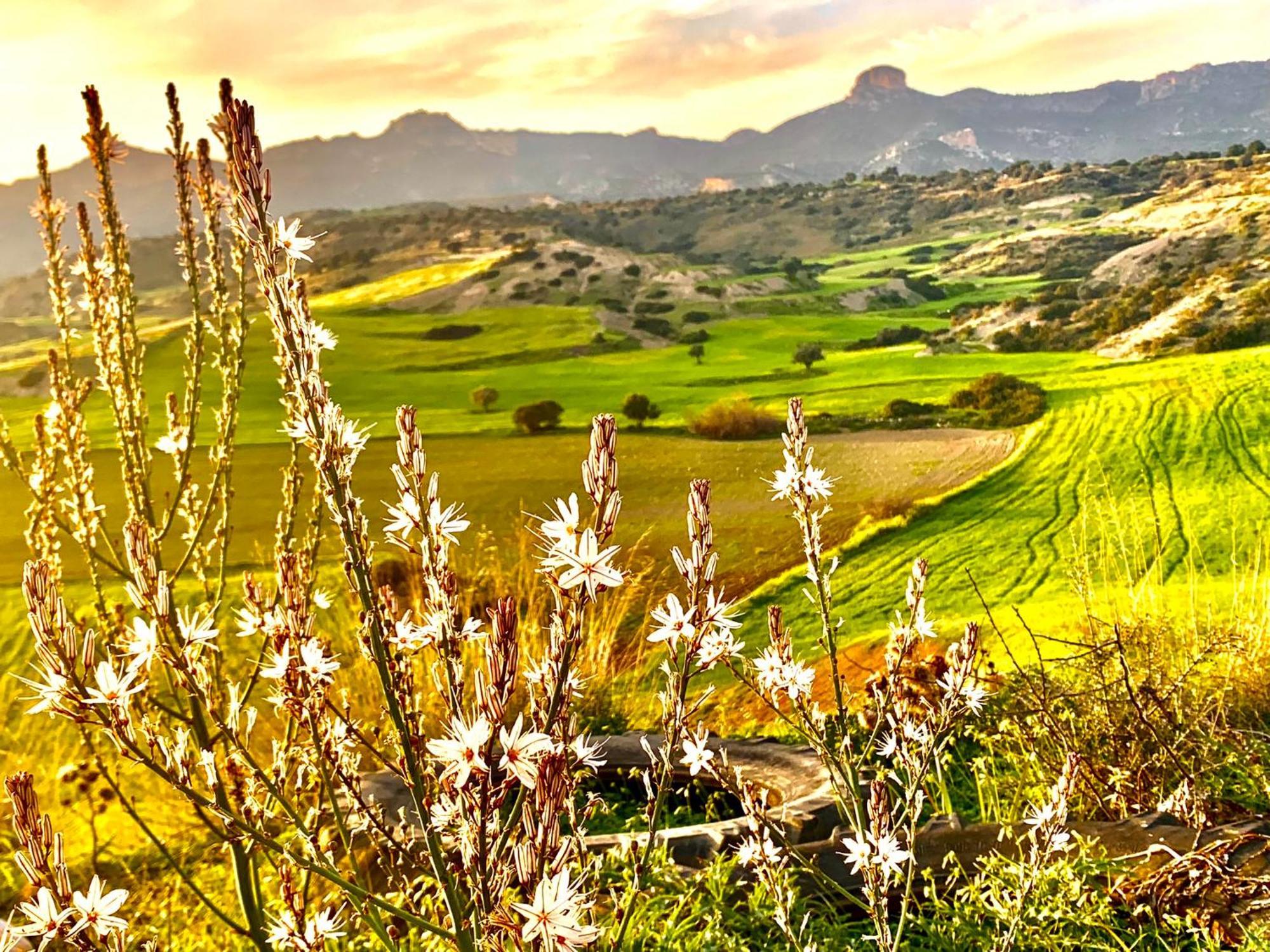 Boho Bay * Akanthou