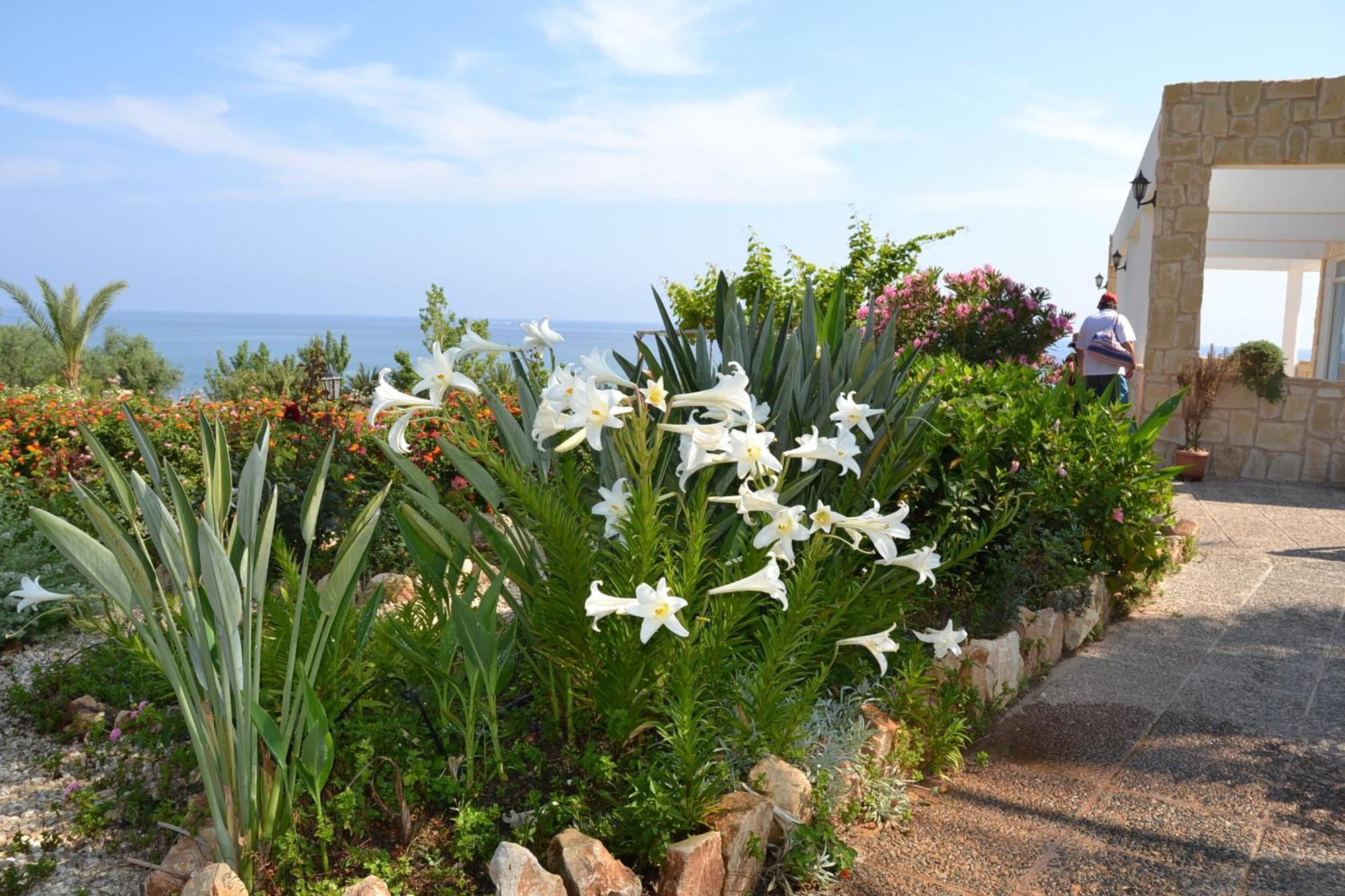 Aphrodite Beach