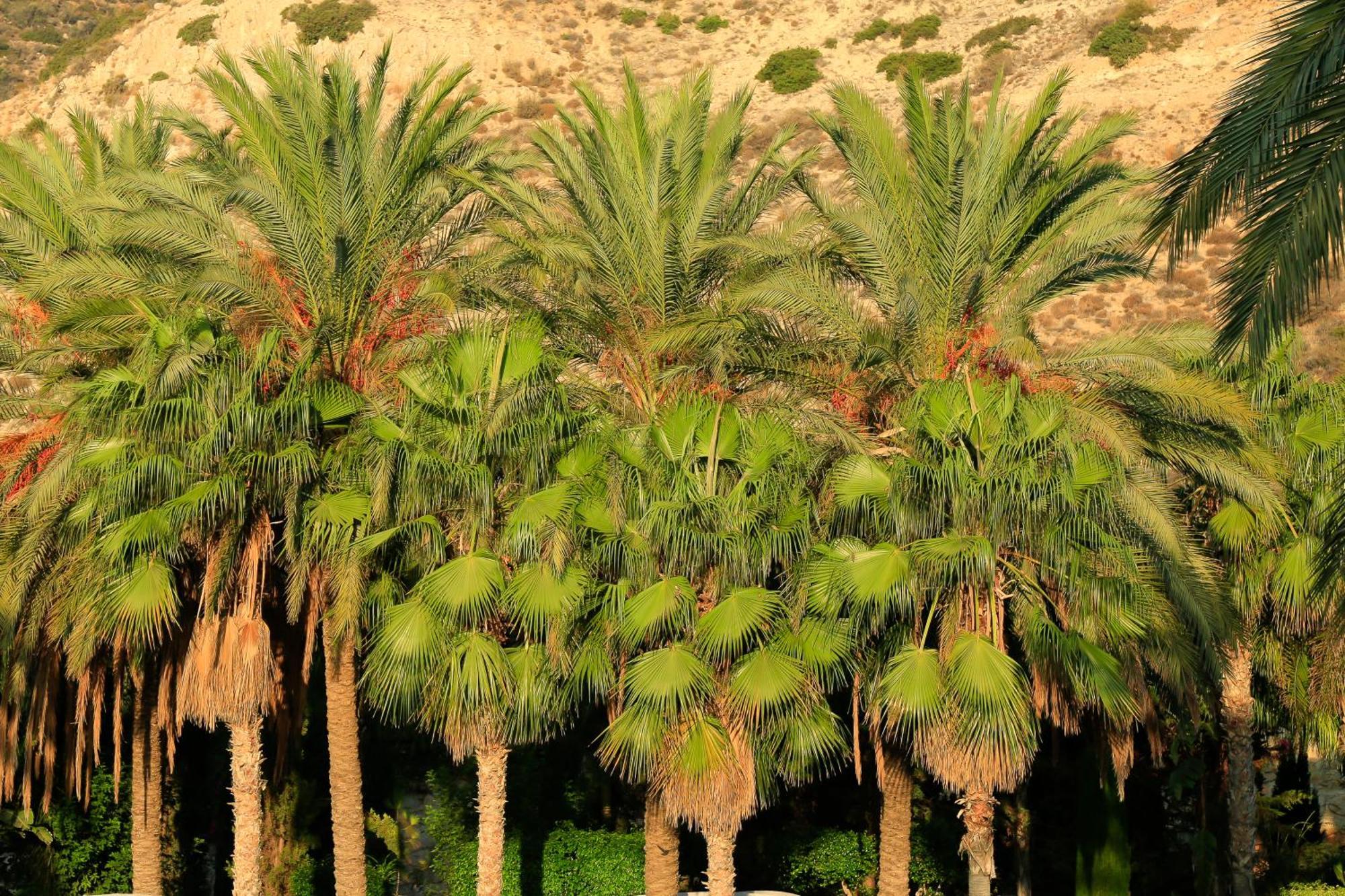Columbia Hotel Pissouri