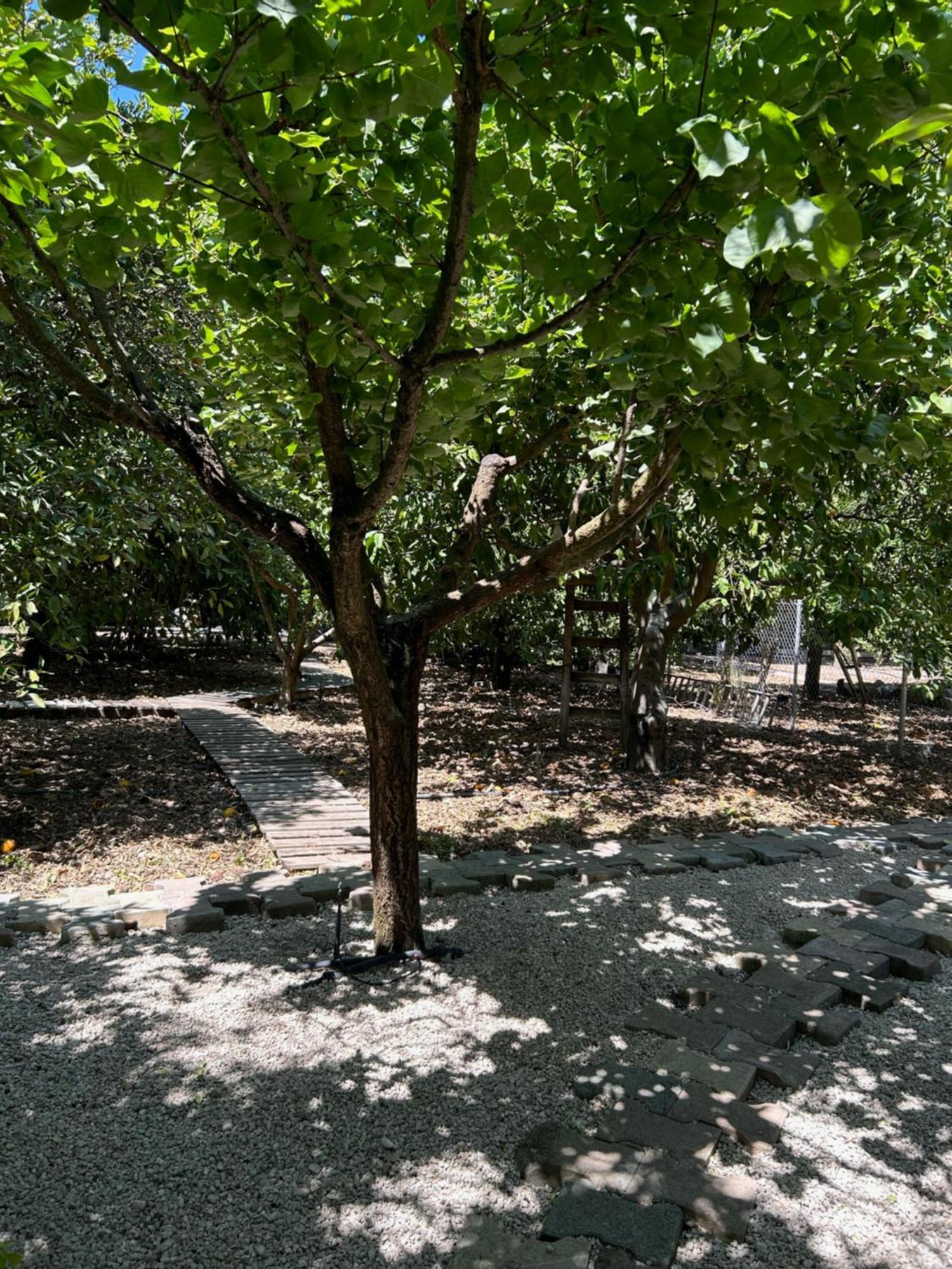 Valencia Grove * Miliou