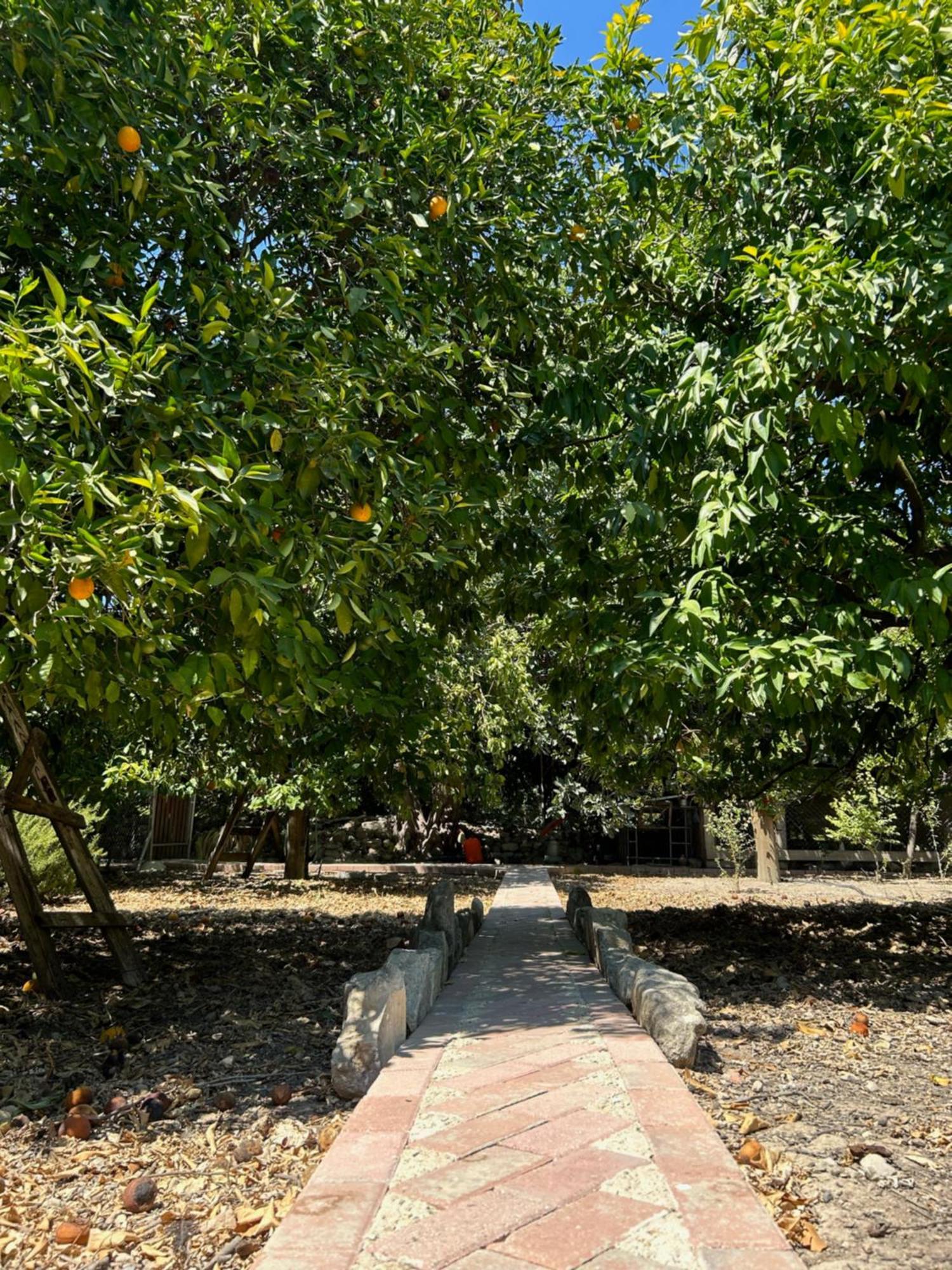 Valencia Grove