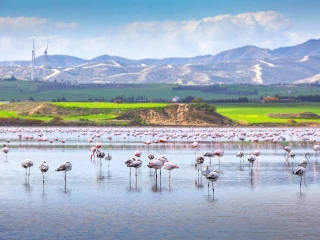 Sea And Breeze 1br Larnaca