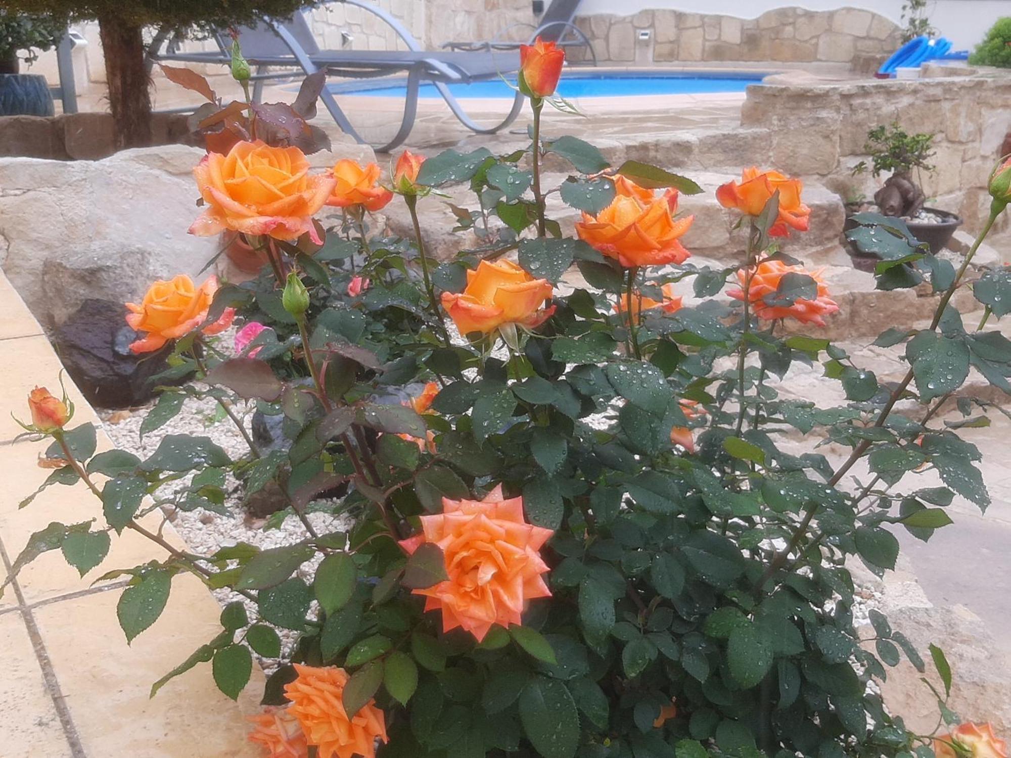 Holiday: Seafront Retreat With Pool In Paphos * Pegeia