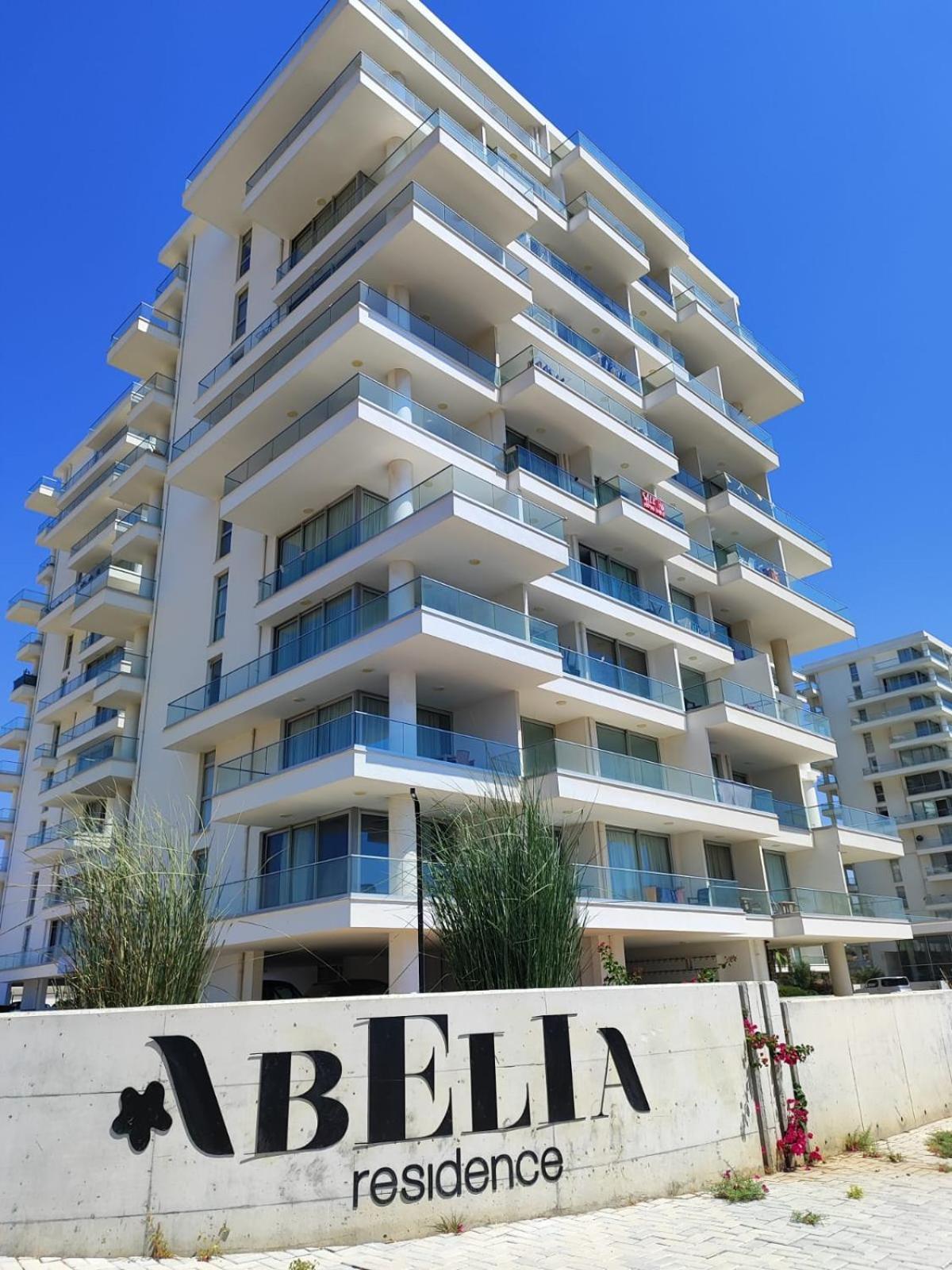 Healthy Abelia * Iskele District (Northern Cyprus)