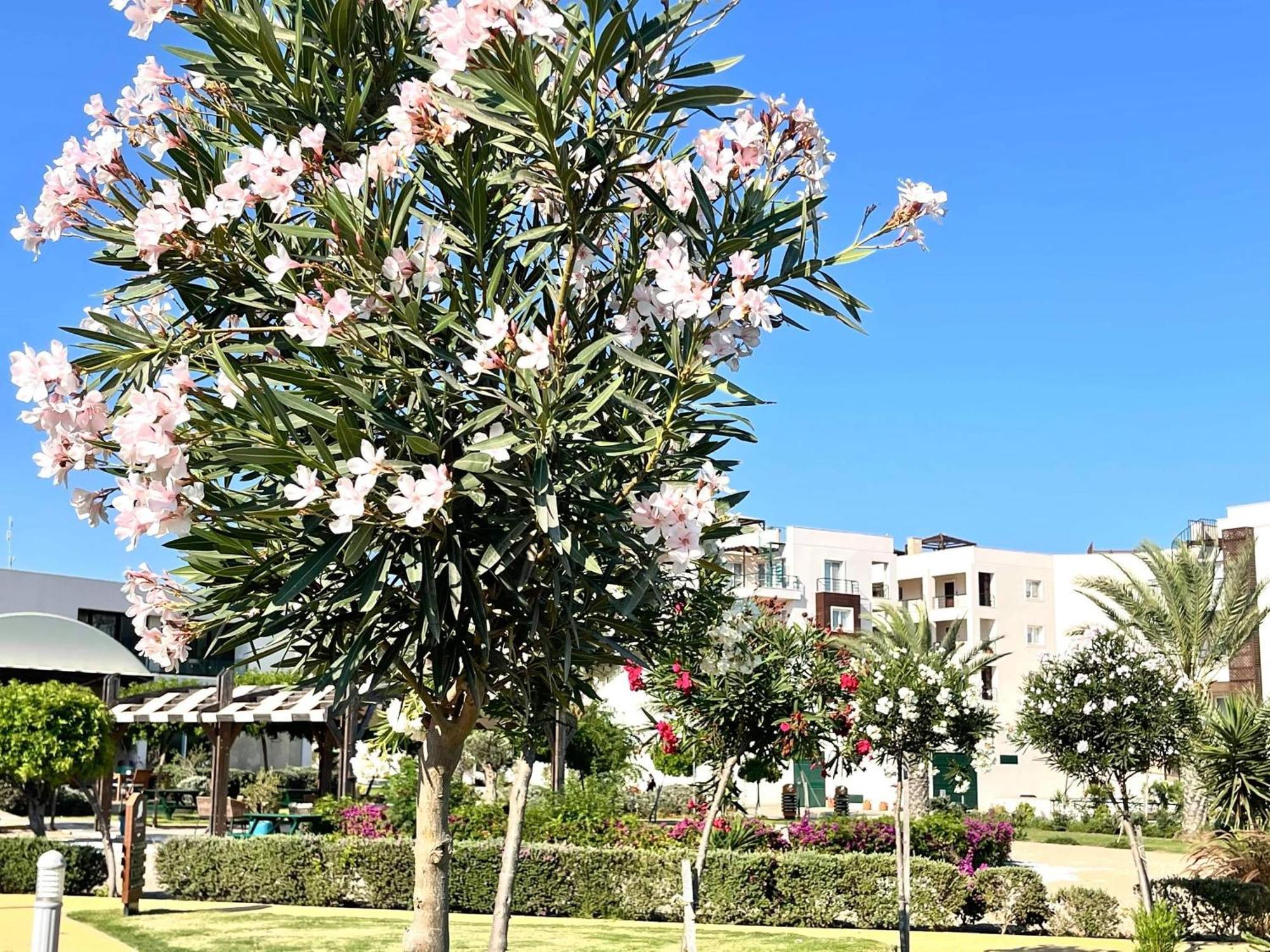 Olive By The Sea Apartment Vokolidha
