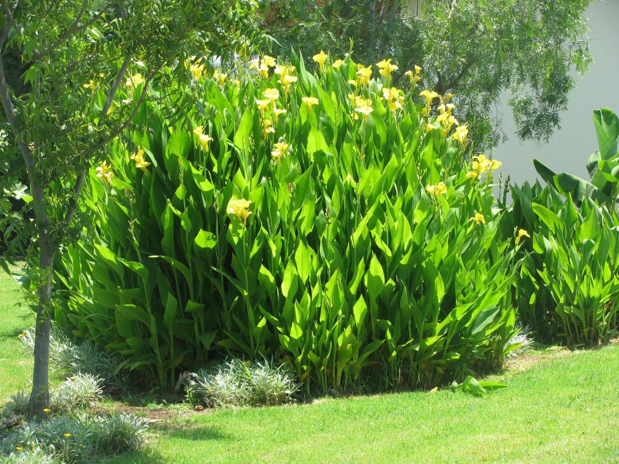 Secret Garden