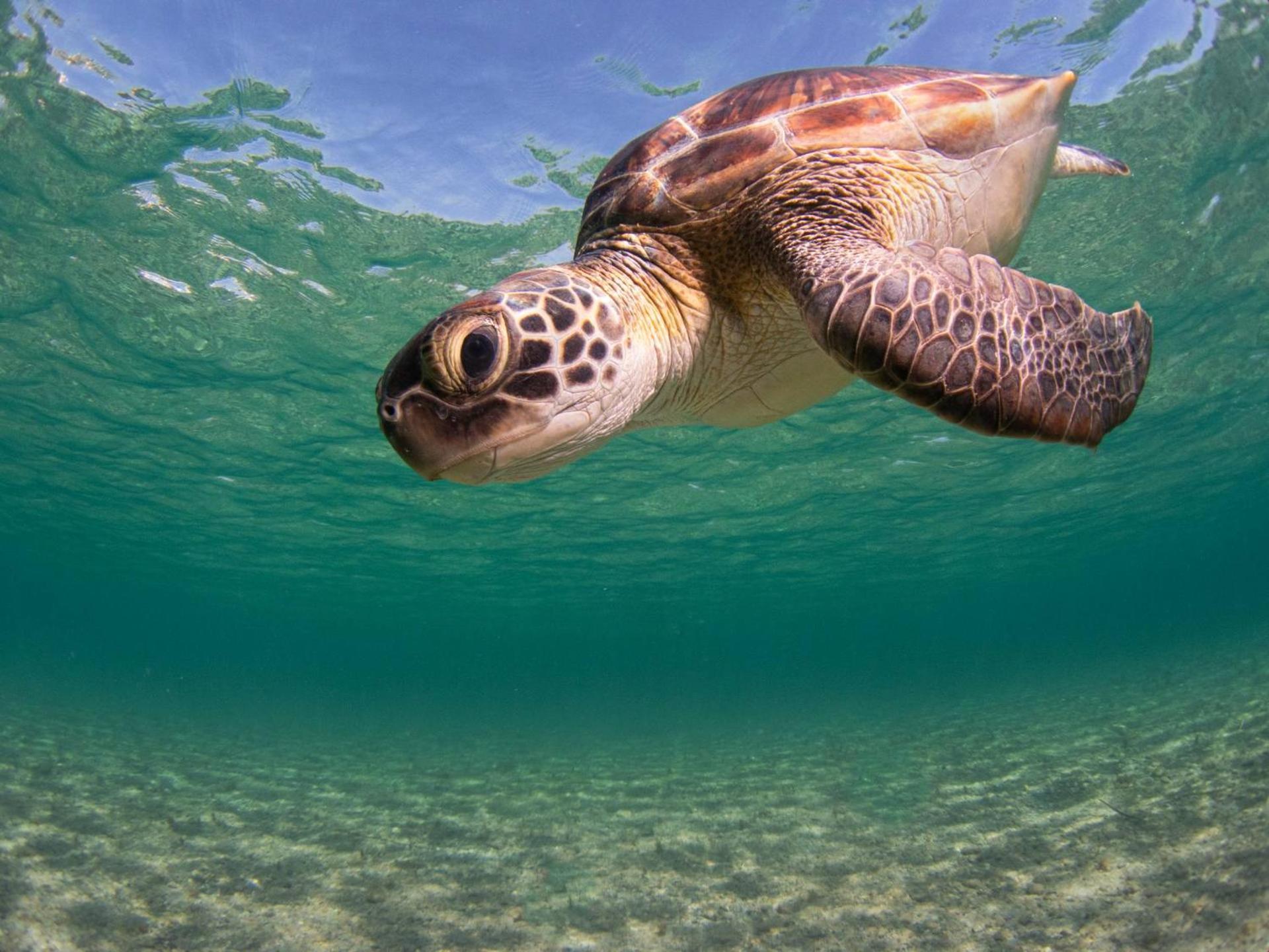Seaturtle House Holiday home *