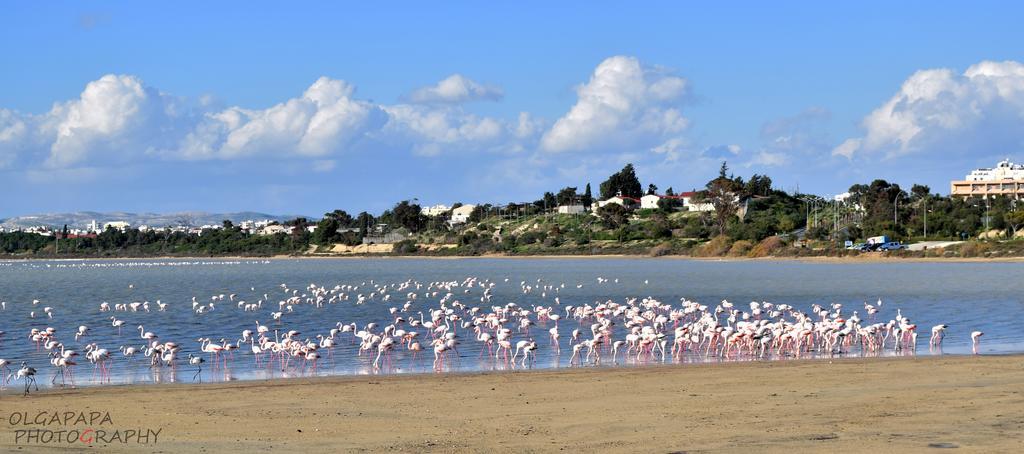 Pelides * Larnaca