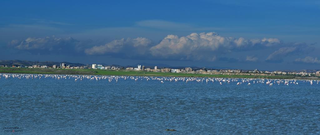 Pelides Larnaca
