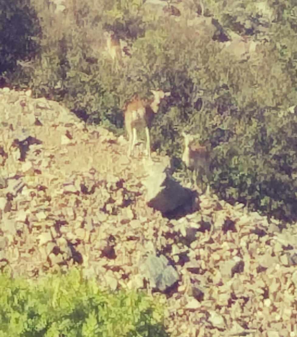 Casa de férias The Mouflon House Pedoulas