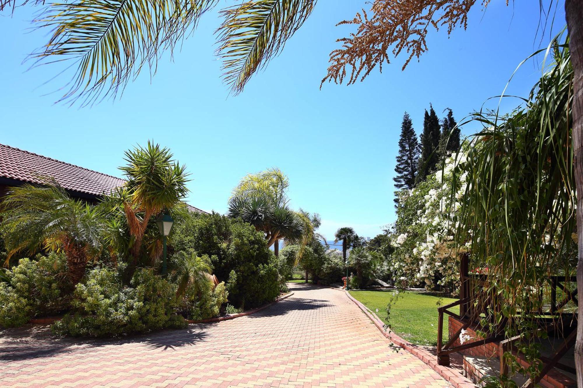 Olive Tree * Limassol