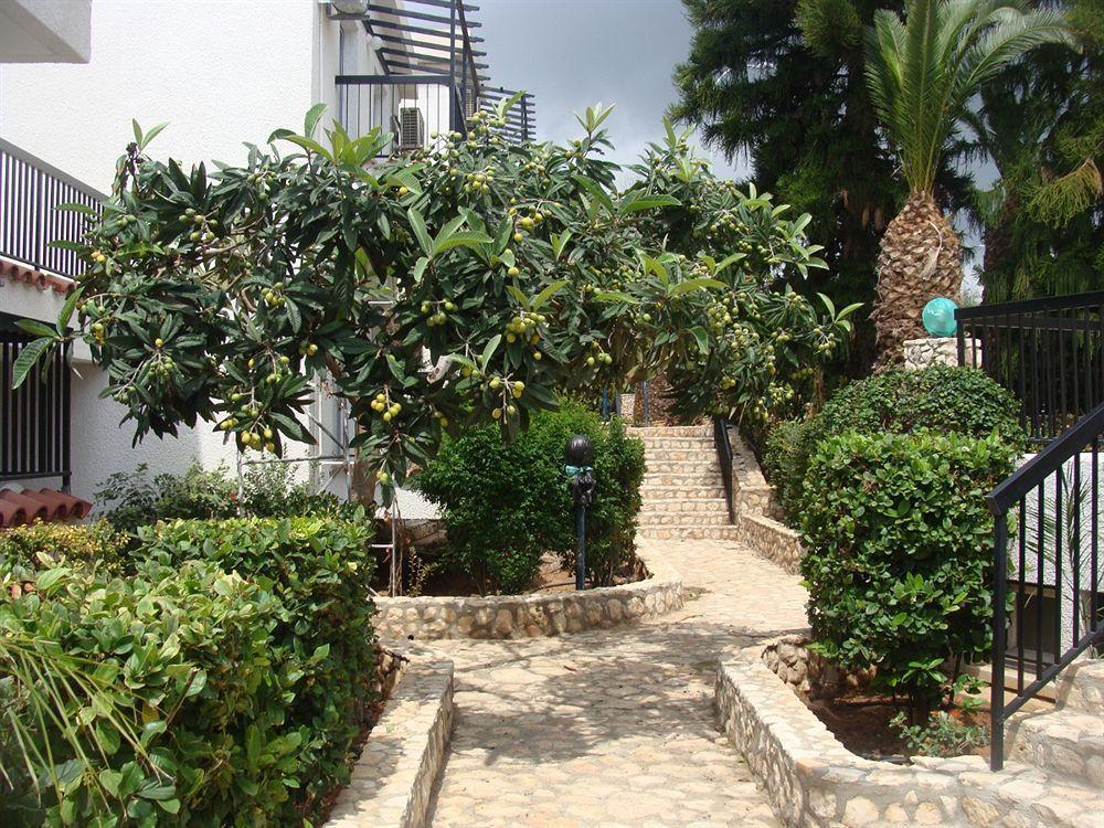 Aphelandra Ayia Napa