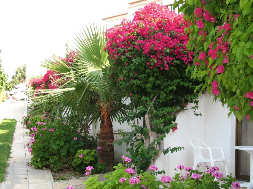 Bougainvillea Polis