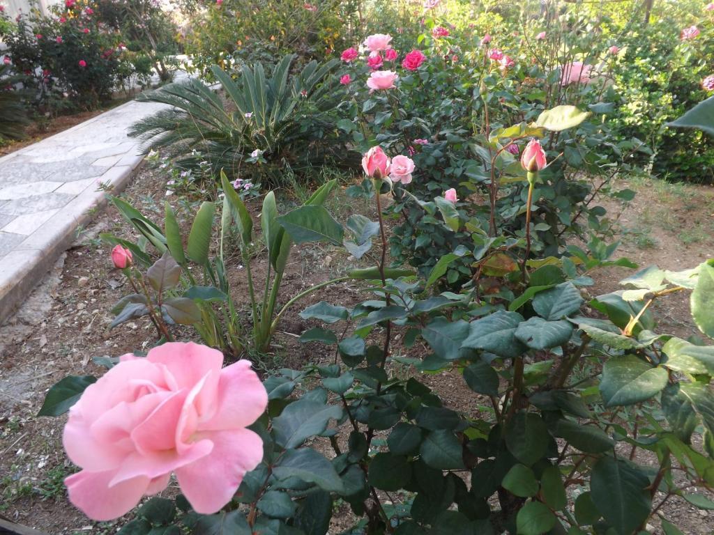 Paradise Bed & Breakfast 2*