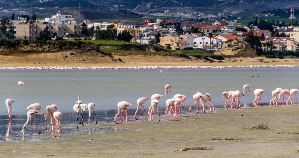 Athena * Pissouri