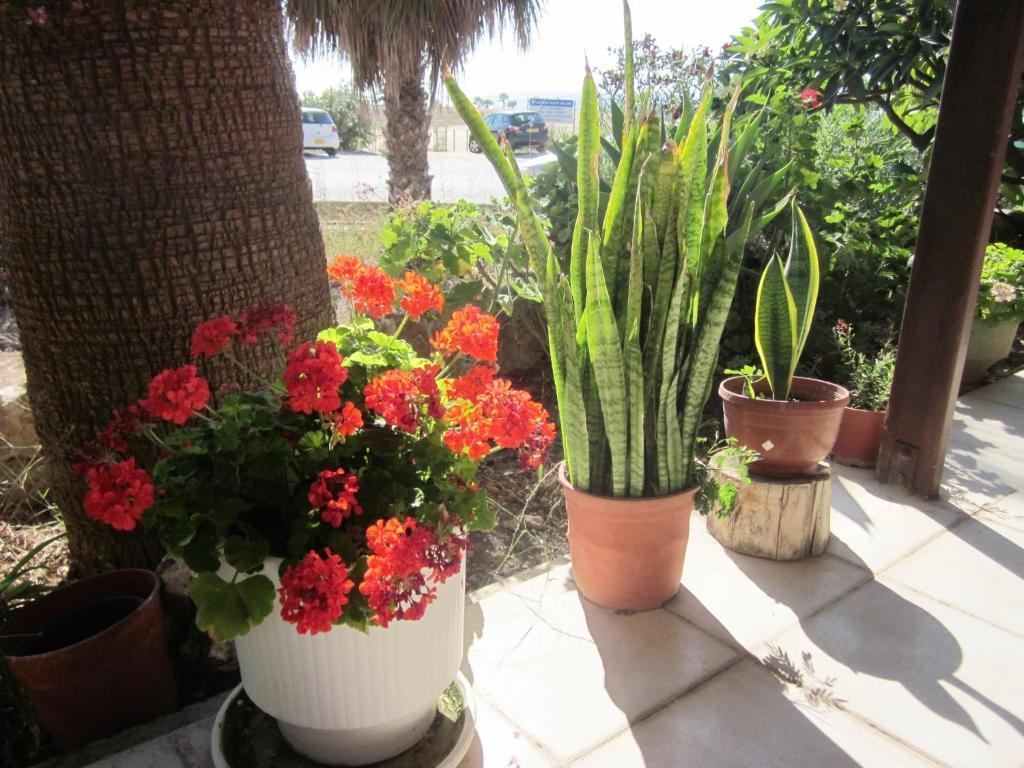 Georgia Aparthotel Paphos