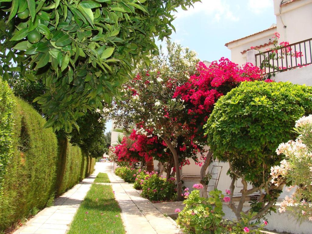 Bougainvillea