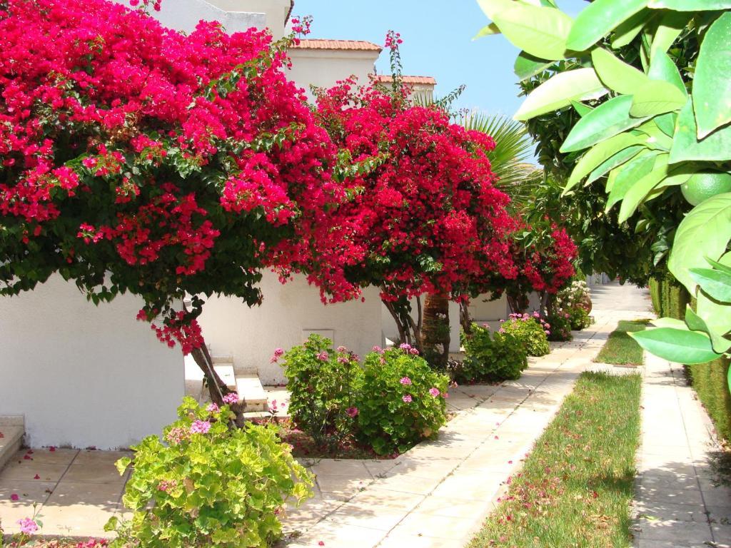 Bougainvillea Aparthotel Polis