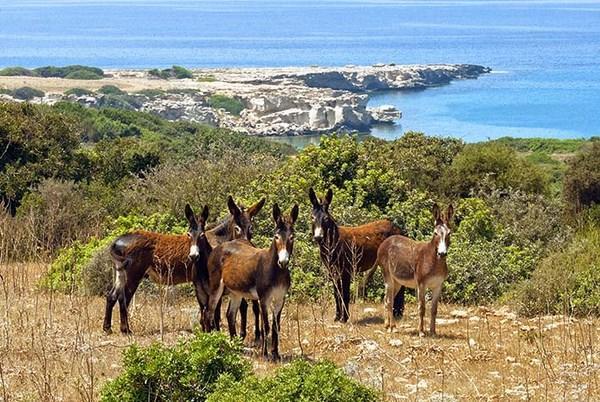 Paradise Karpaz & Restaurant Guest house