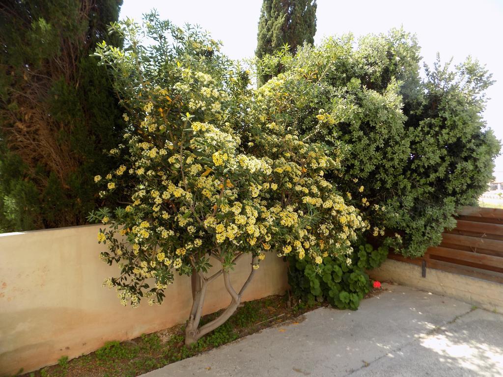 Guest house Kyriakos Court *