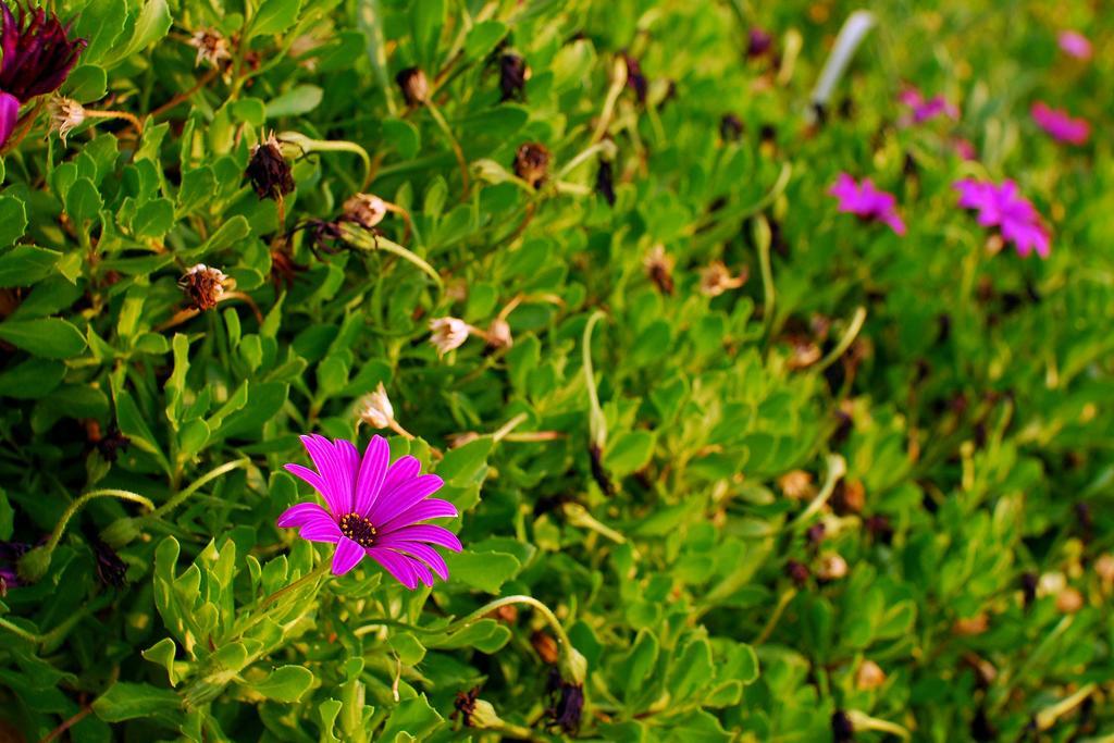 Mourayio * Pomos