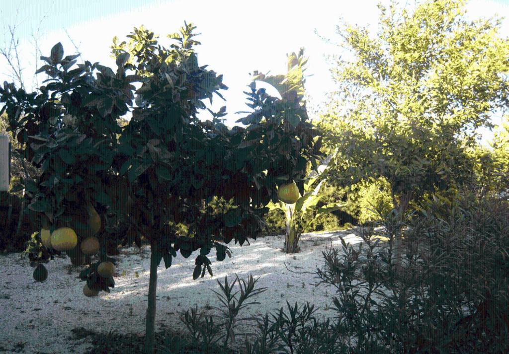 Villa Cyprus Peyia
